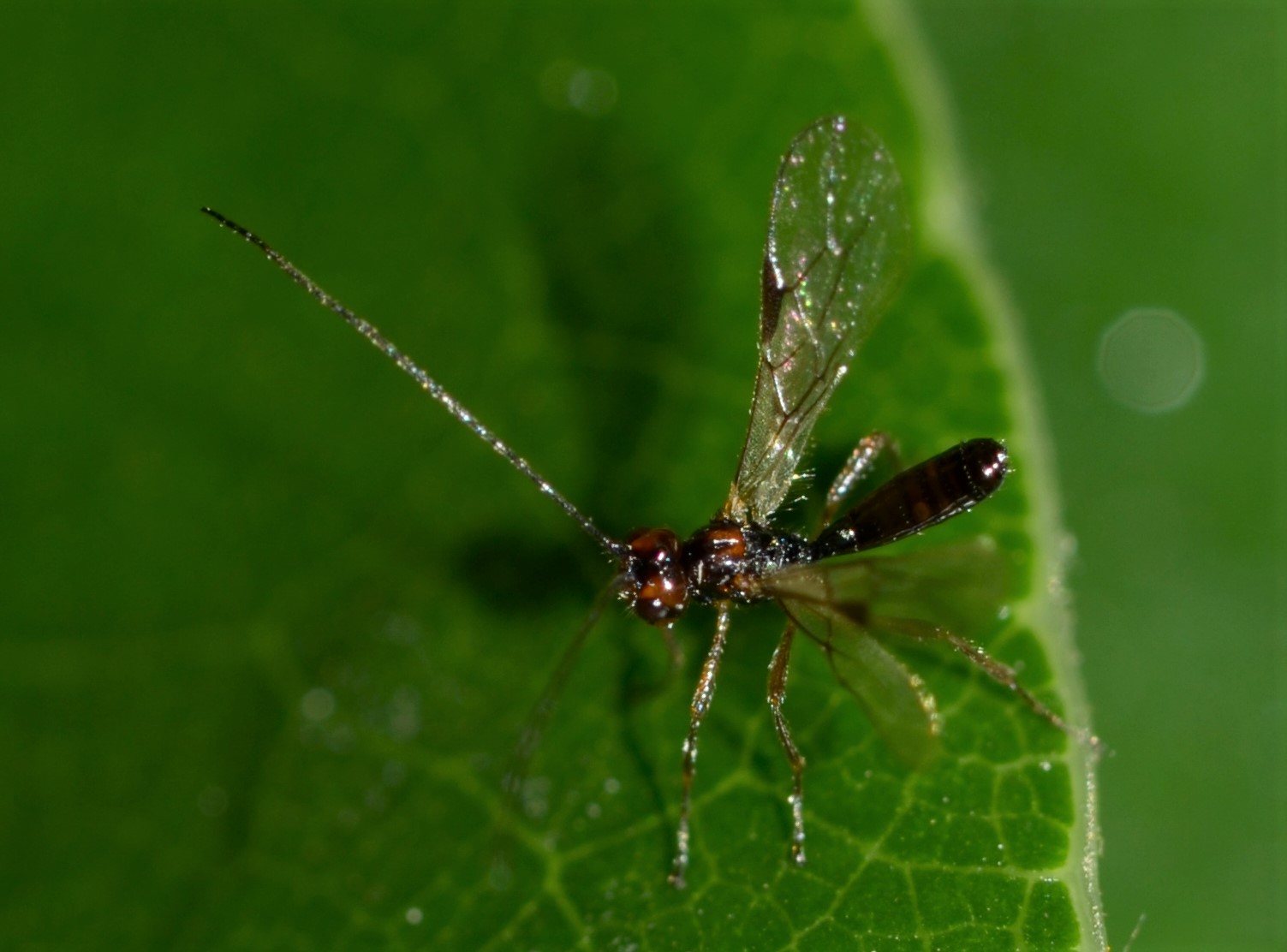 Braconidae da ID